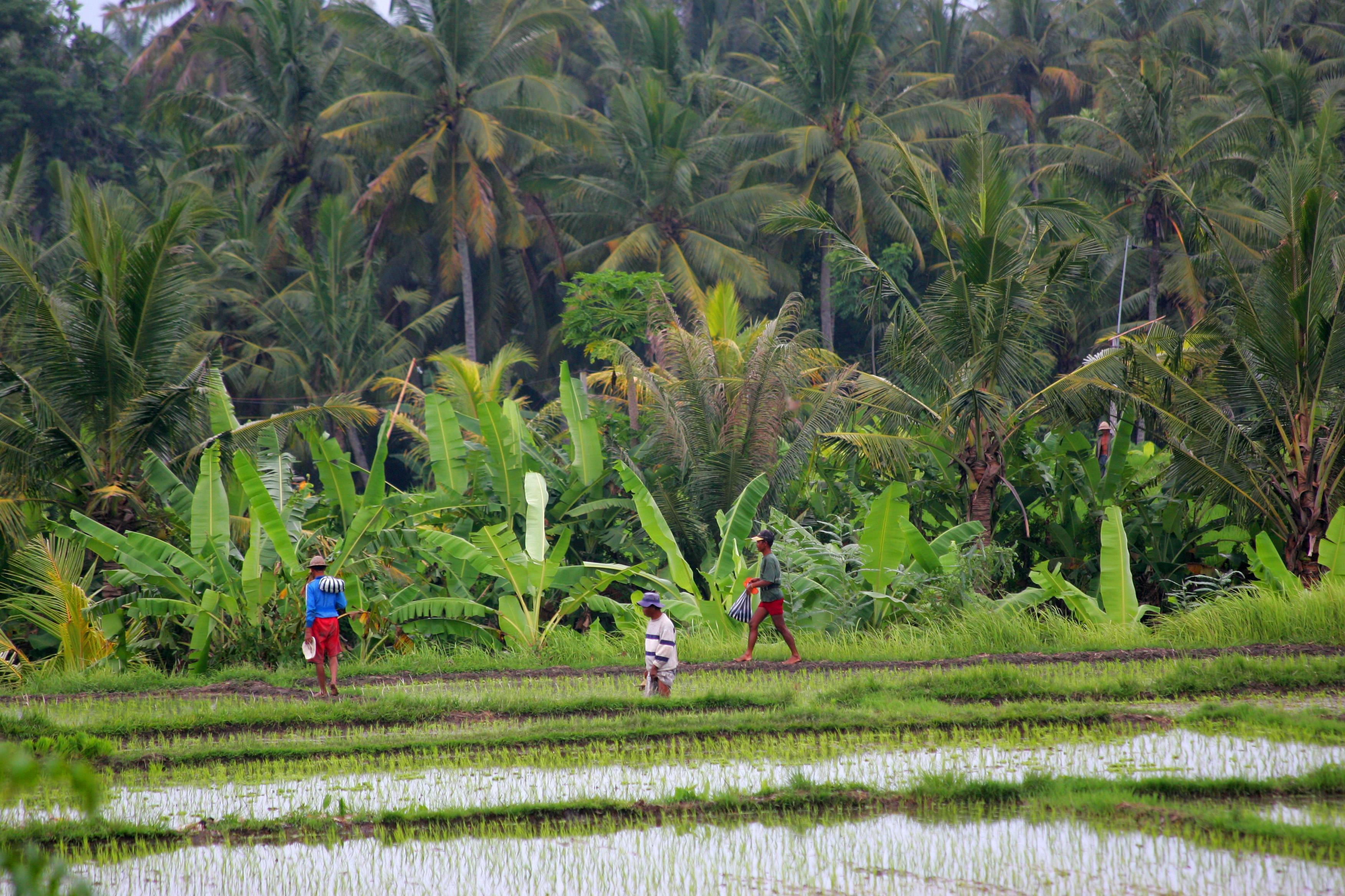 Taman Harum Cottages Ubud Buitenkant foto